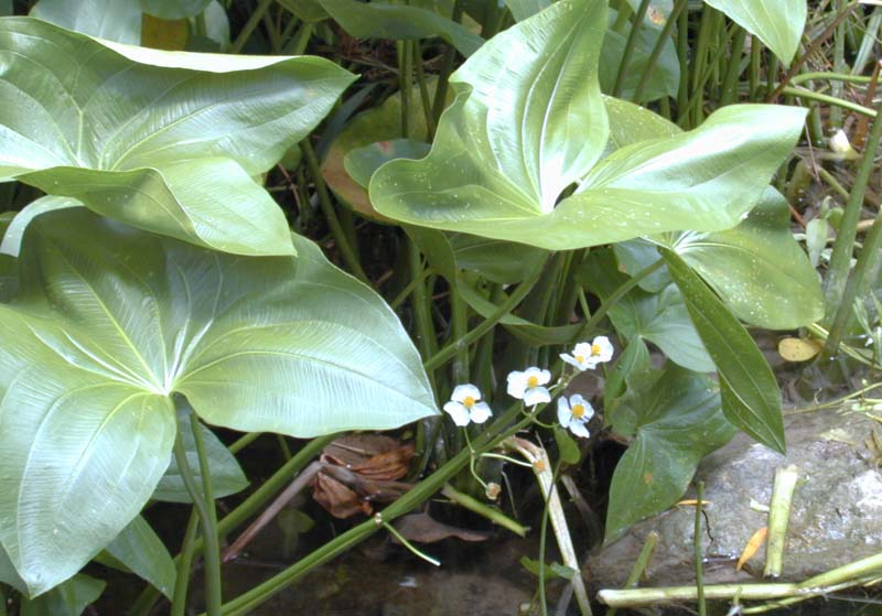 Duck potato with small white flowers.