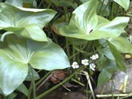 Duck potato with small white flowers.