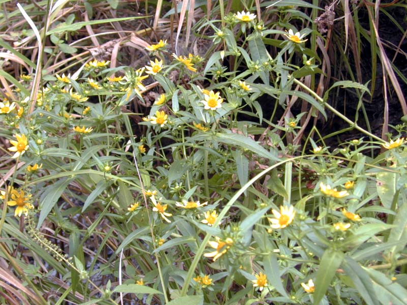 Wild flowers.