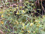 Yellow wild flowers (as yet unidentified).