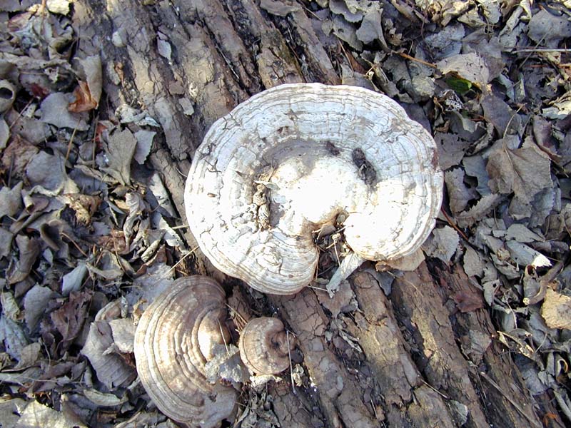 Fungus on a log (as yet unidentified).