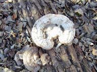 Fungus on a log (as yet unidentified).