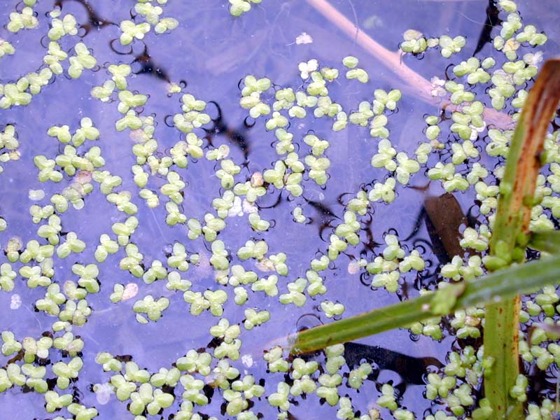Green slime of the swamp (as yet unidentified).