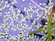 Green slime of the swamp (as yet unidentified).