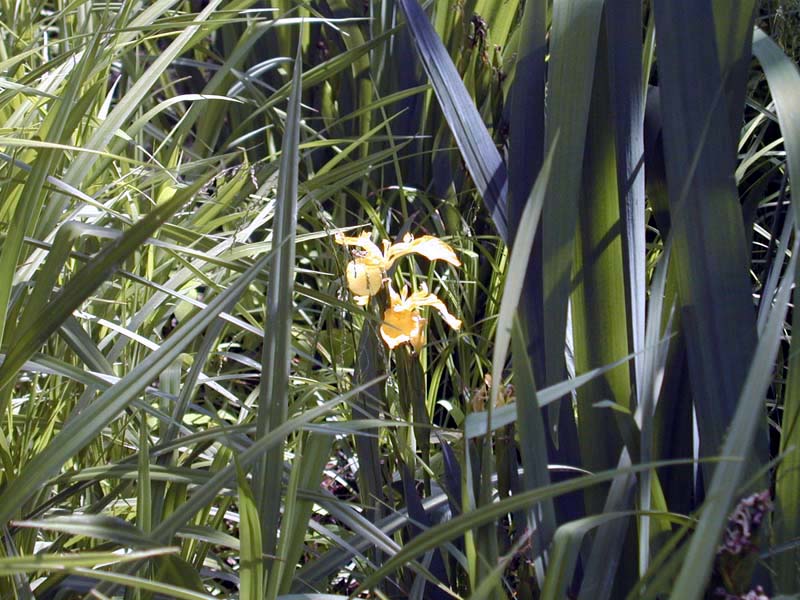 Iris.