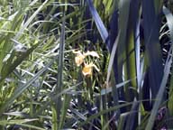 Yellow iris.
