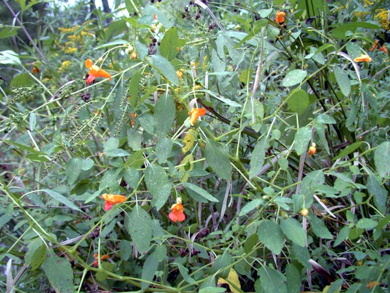 Wild orange flowers (as yet unidentified).