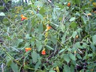 Orange flowers (as yet unidentified).