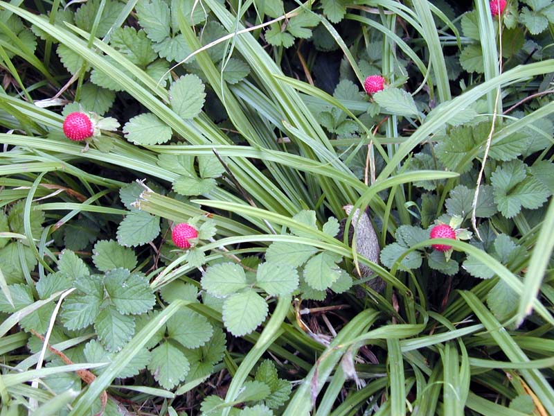 Wild strawberries.