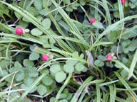 Wild strawberries.