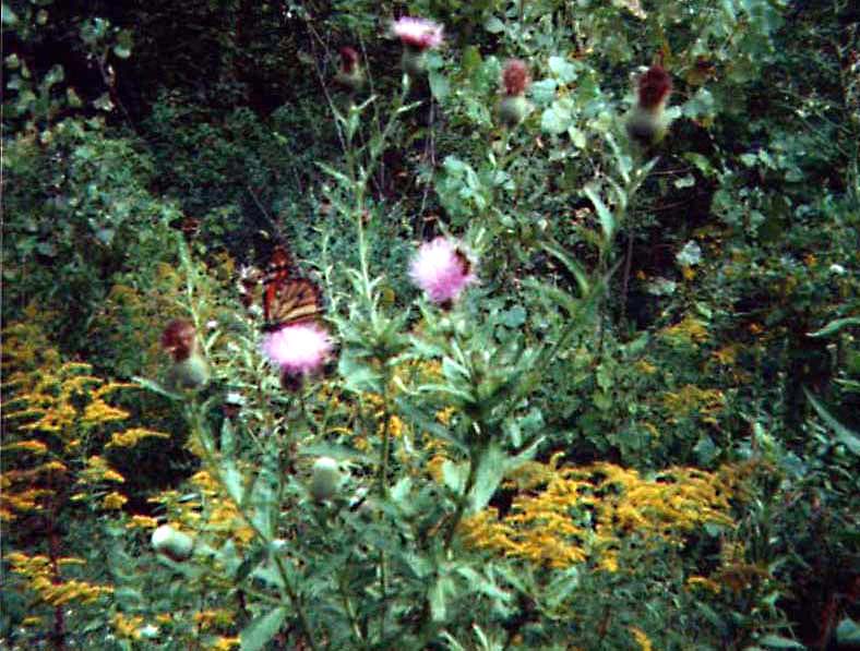 Insects, including a monarch butterfly, enjoy some thistle on a backdrop of goldenrod and greenery in late summer.
